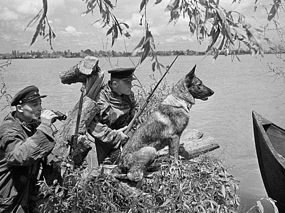 Как это было: судьба пограничных собак 17 Краснознаменного погранотряда в первые дни войны 